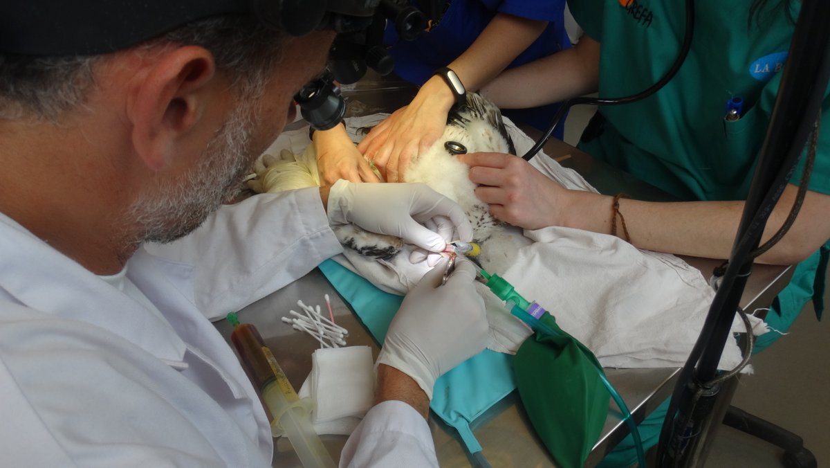 Desde GREFA seguimos apostando por la investigación y la divulgación científica. En la imagen, uno de nuestros veterinarios trata a un águila de Bonelli afectada por tricomonas grefa.org/noticias/8-dep…