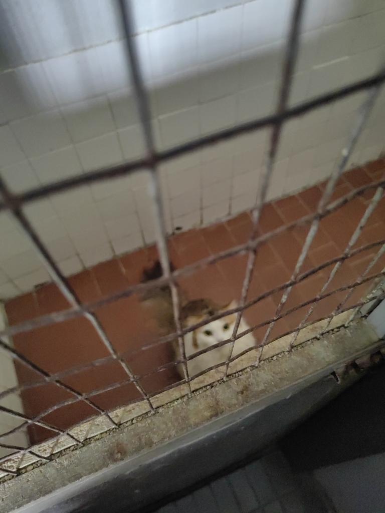 Pop_Muf's tweet photo. Seeing her like this is saddening. She tried to climb the metal grill when I was leaving.
13 days to go. Counting. 
#Catquarantine #imigration #catlover #WeDontDeserveDogs #Cat https://t.co/t05TmJ94M8