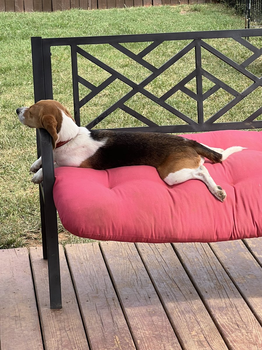 MarkLoving8's tweet photo. Posey relaxing #dogsoftwitter https://t.co/lNsiM18bKD