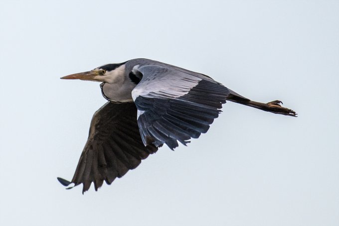 夕暮れのアオサギ 