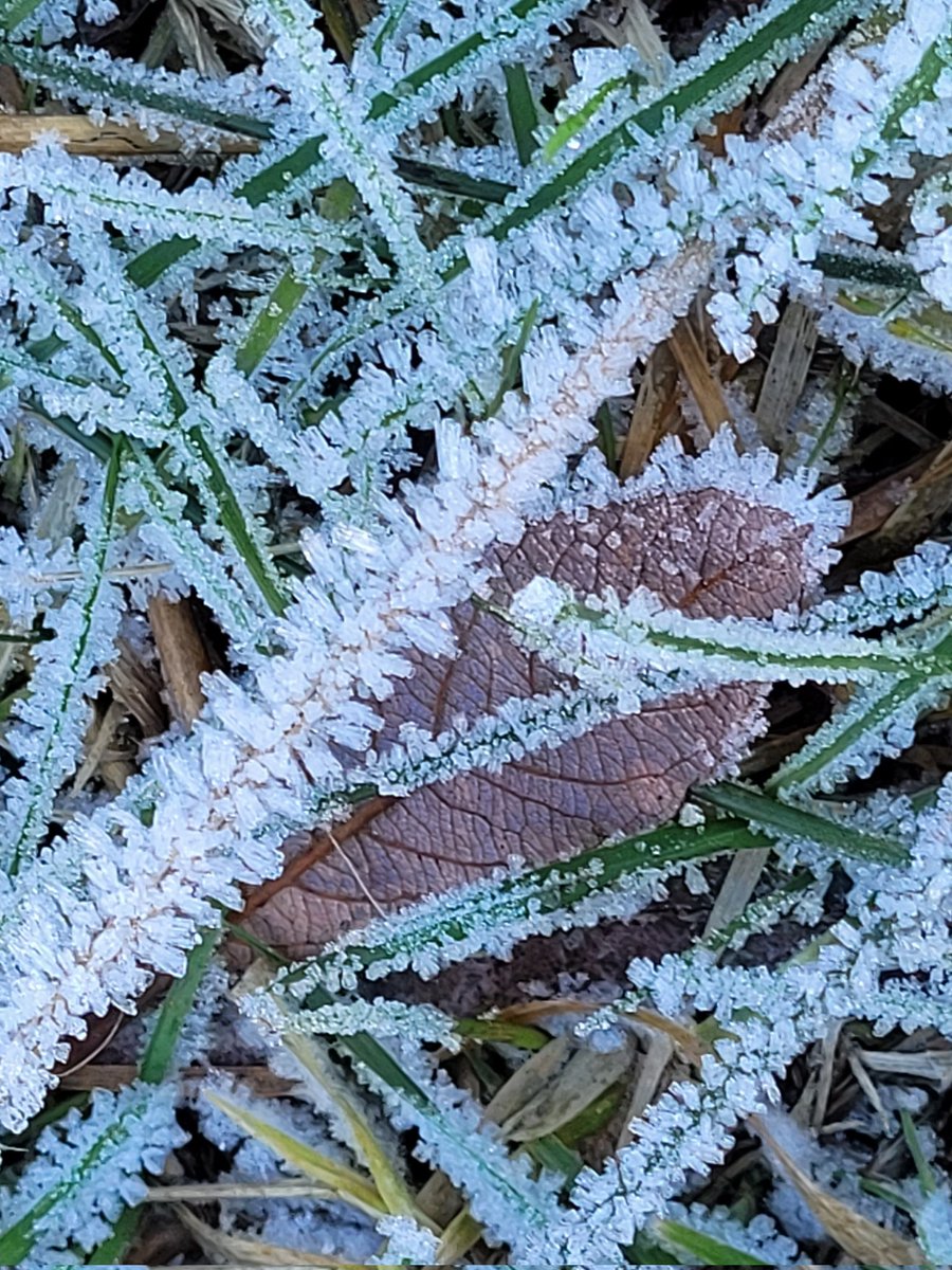 13SciDave's tweet photo. Beautiful ice crystals ...
#HatchGrange #WestEnd https://t.co/hnaWQPxIpm