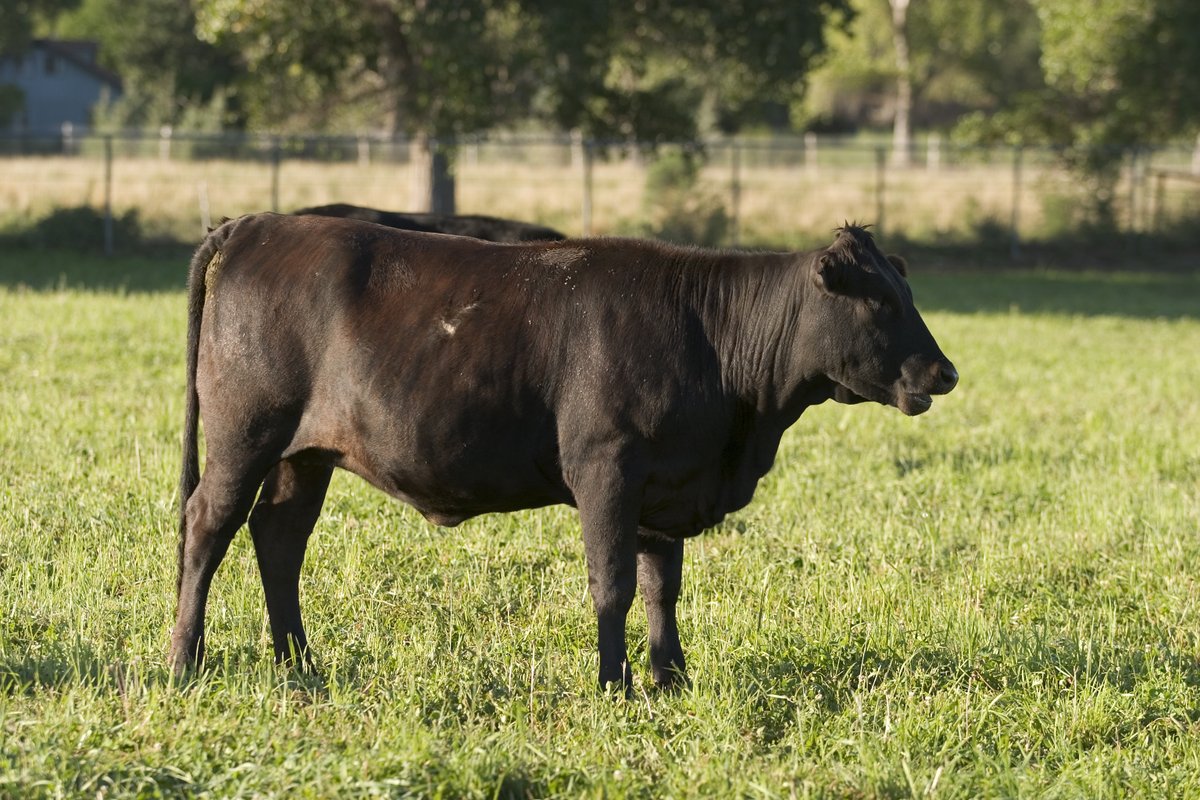 FillYourPlate's tweet photo. #FunFact Cattle are raised in every county in Arizona. 🐂
#AZBeef #AZAgriculture https://t.co/BJoLtrdTGy