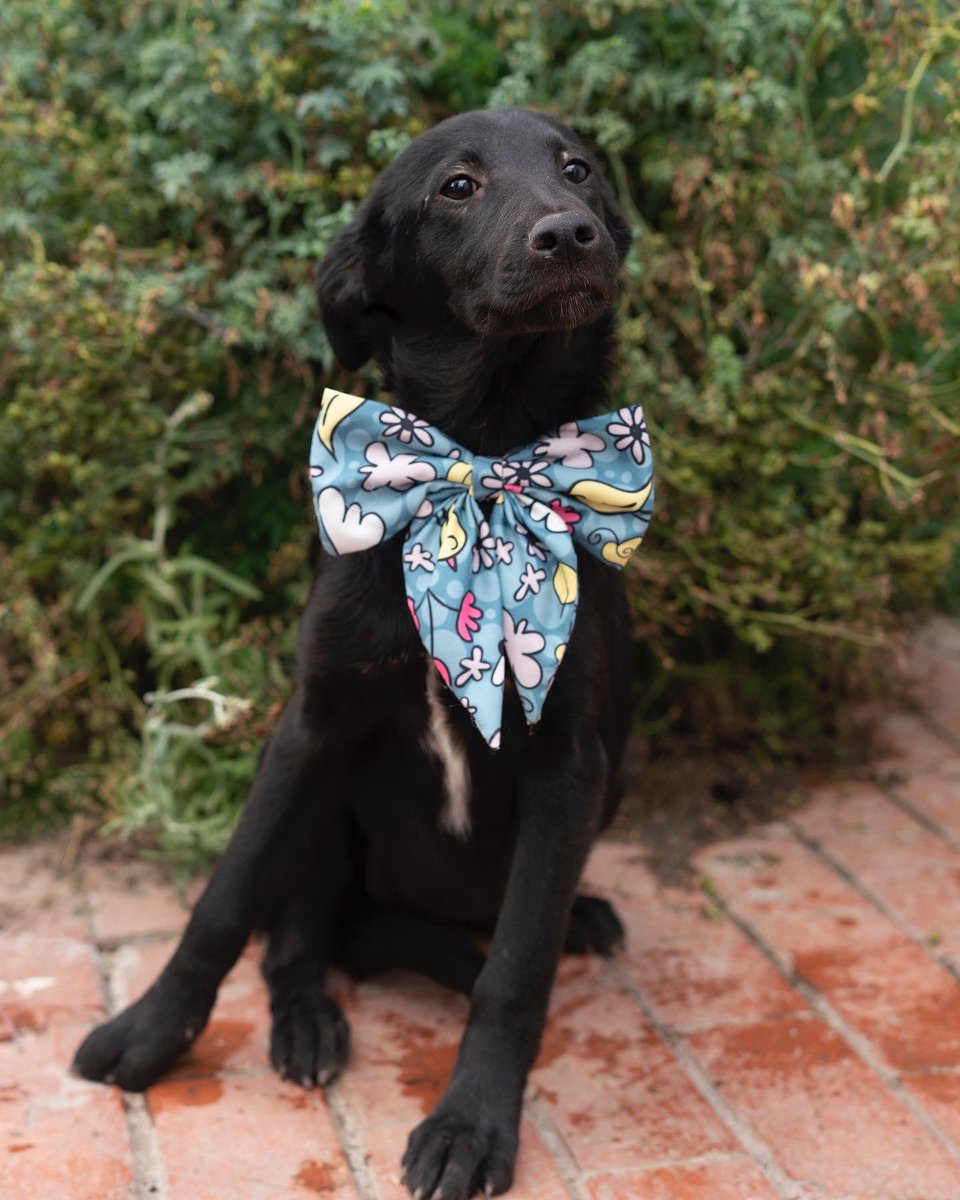 AsociacionMi's tweet photo. Somos negritos y negritas muy bellos, seguimos buscando hogar, 6 meses en la asociación y no sabemos por qué nadie nos adopta 🙁🙁🙁🖤🖤🖤 adopta un negrito son maravillosos. 

📲 3118009018 https://t.co/euCwozmRE4