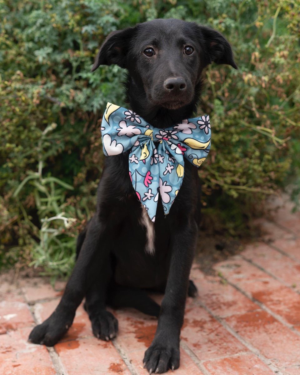 AsociacionMi's tweet photo. Somos negritos y negritas muy bellos, seguimos buscando hogar, 6 meses en la asociación y no sabemos por qué nadie nos adopta 🙁🙁🙁🖤🖤🖤 adopta un negrito son maravillosos. 

📲 3118009018 https://t.co/euCwozmRE4