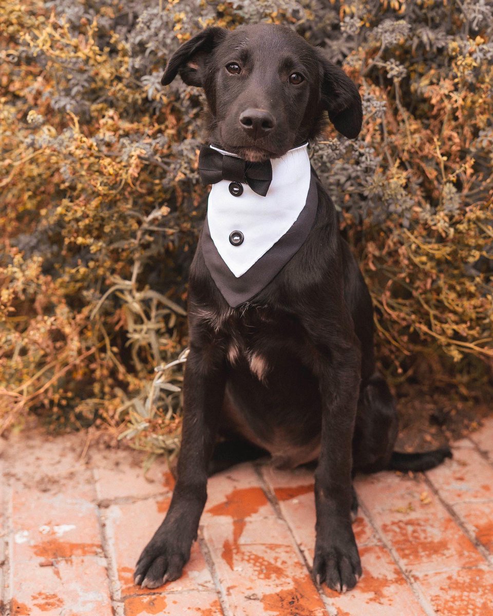 AsociacionMi's tweet photo. Somos negritos y negritas muy bellos, seguimos buscando hogar, 6 meses en la asociación y no sabemos por qué nadie nos adopta 🙁🙁🙁🖤🖤🖤 adopta un negrito son maravillosos. 

📲 3118009018 https://t.co/euCwozmRE4