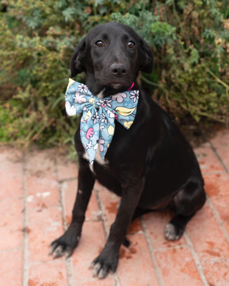 Somos negritos y negritas muy bellos, seguimos buscando hogar, 6 meses en la asociación y no sabemos por qué nadie nos adopta 🙁🙁🙁🖤🖤🖤 adopta un negrito son maravillosos. 

📲 3118009018