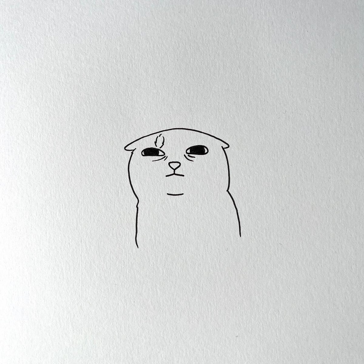 poorlycatdraw's tweet photo. love cats with lil bags under the eyes https://t.co/9UUsEh2whJ