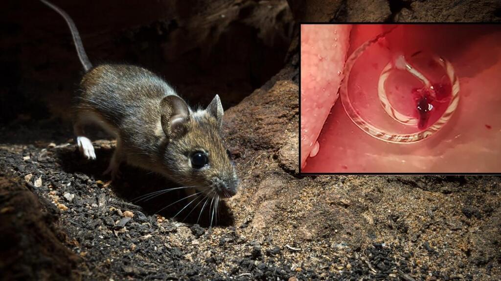 Gusano pulmonar de la rata: peligros y prevención ante un parásito invasor que provoca meningitis
     ift.tt/j31Kmpi