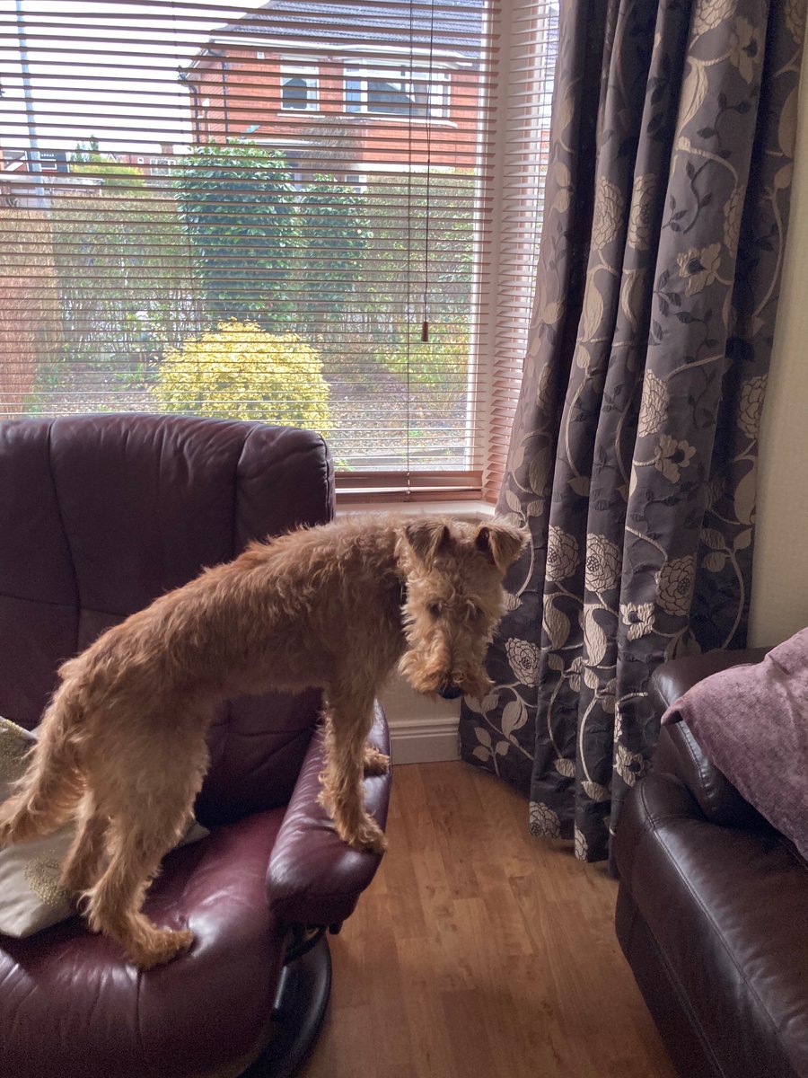odin_great's tweet photo. Update on the Paw- it now appears as though I have a cut on my paw pad. 😢Back to the vets and they tided it up for me. Miss Astra waited at the window for my return.🥰 no walks at all now.😳😢#Odinthesore #sorepaw #dogsoftwitter https://t.co/SgiBRp5l6o