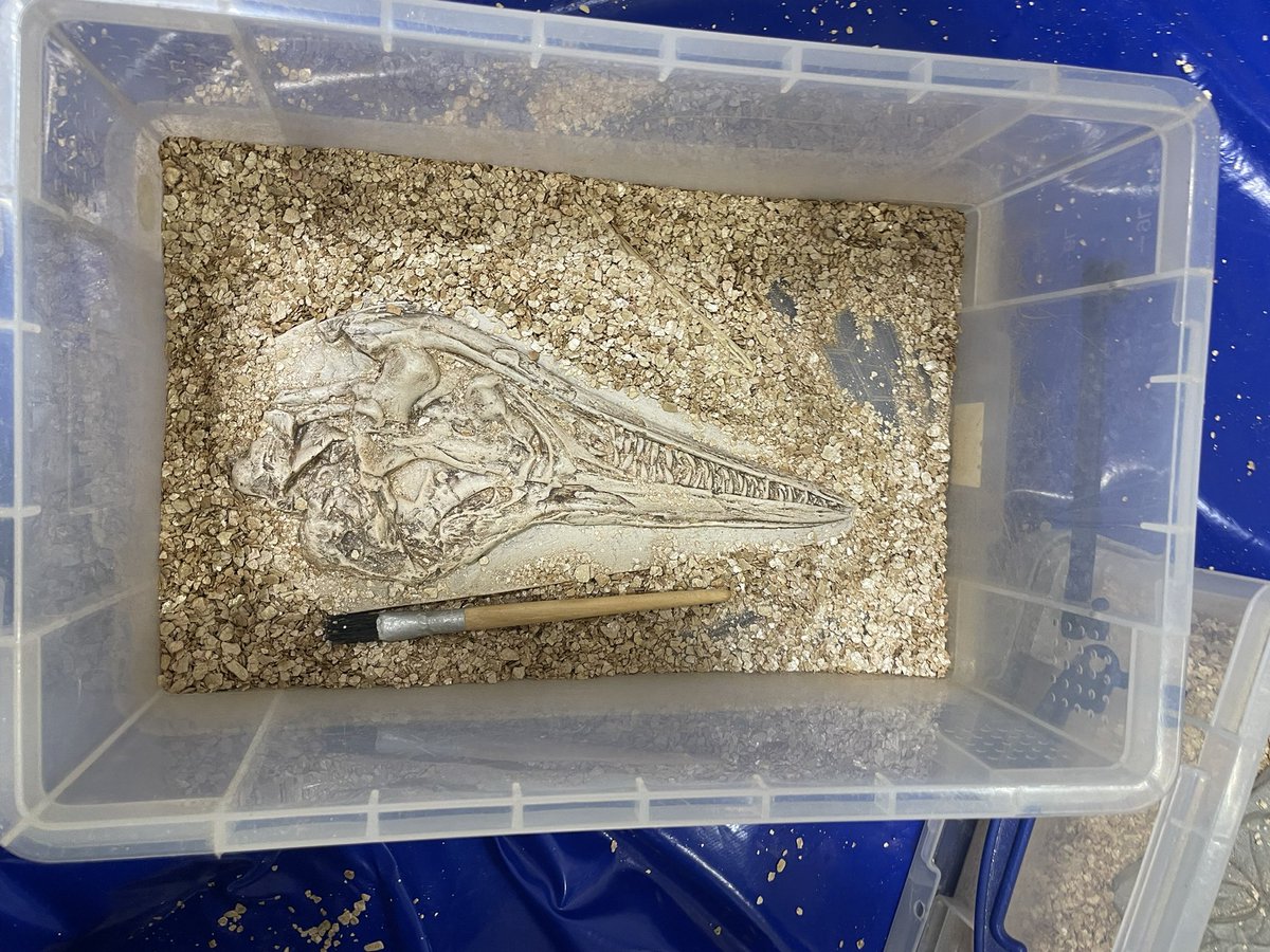 DTC_derby_class's tweet image. It’s fossil dig day! The students have been palaeontologists for the day, using tools to discover real fossils! They used some fact files to identify the fossils and learned some interesting facts about each one! #history #fossildig #palaentologist