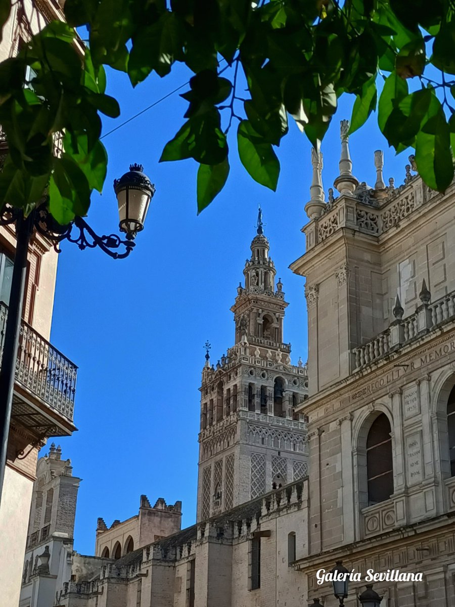 La primera foto de esta cuenta debía estar dedicada a Ella✨ Preciosa en la mañana de hoy.
#Andalucia #AndaluciaHoy #Sevilla #SevillaHoy #Triana #Macarena