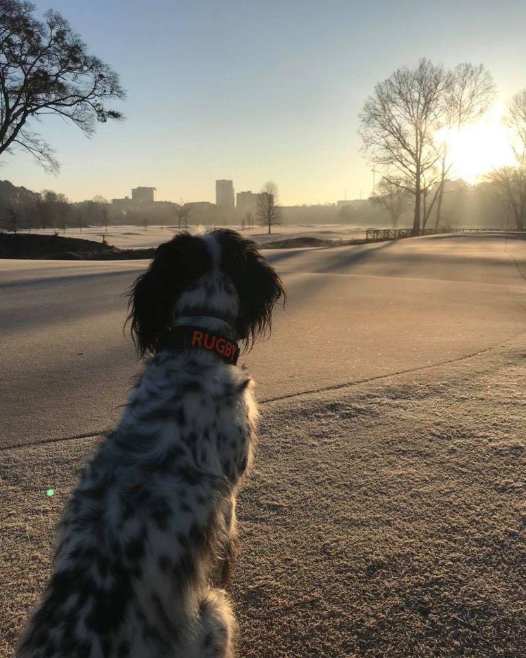 BobbyJonesLinks's tweet photo. We don't deserve dogs. 

Here are some of our favorite photos of our four-legged friends who come to work with us every day! 🐕‍🦺  

#GolfCourseDogs #MakeADifference #BobbyJonesLinks https://t.co/P3X8M9J6sV
