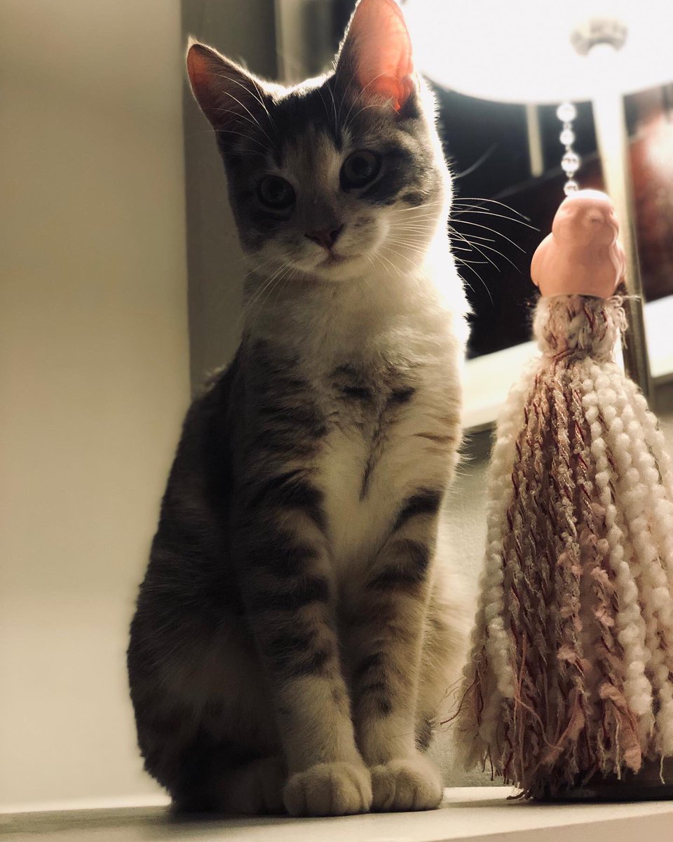 EstebanGhigo5's tweet photo. Cómo empezó / cómo va 
😻✨ https://t.co/wFafMaf0Qf