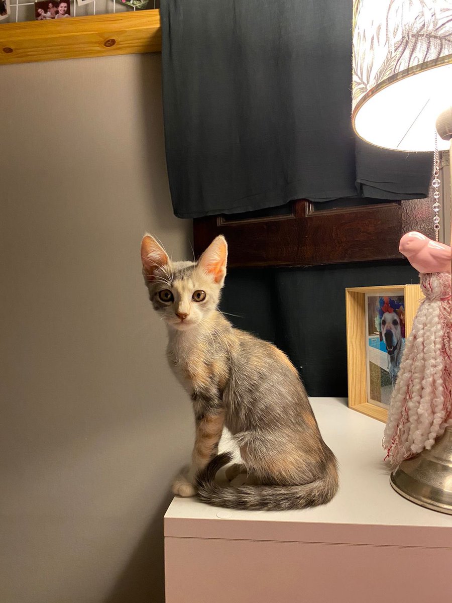EstebanGhigo5's tweet photo. Cómo empezó / cómo va 
😻✨ https://t.co/wFafMaf0Qf