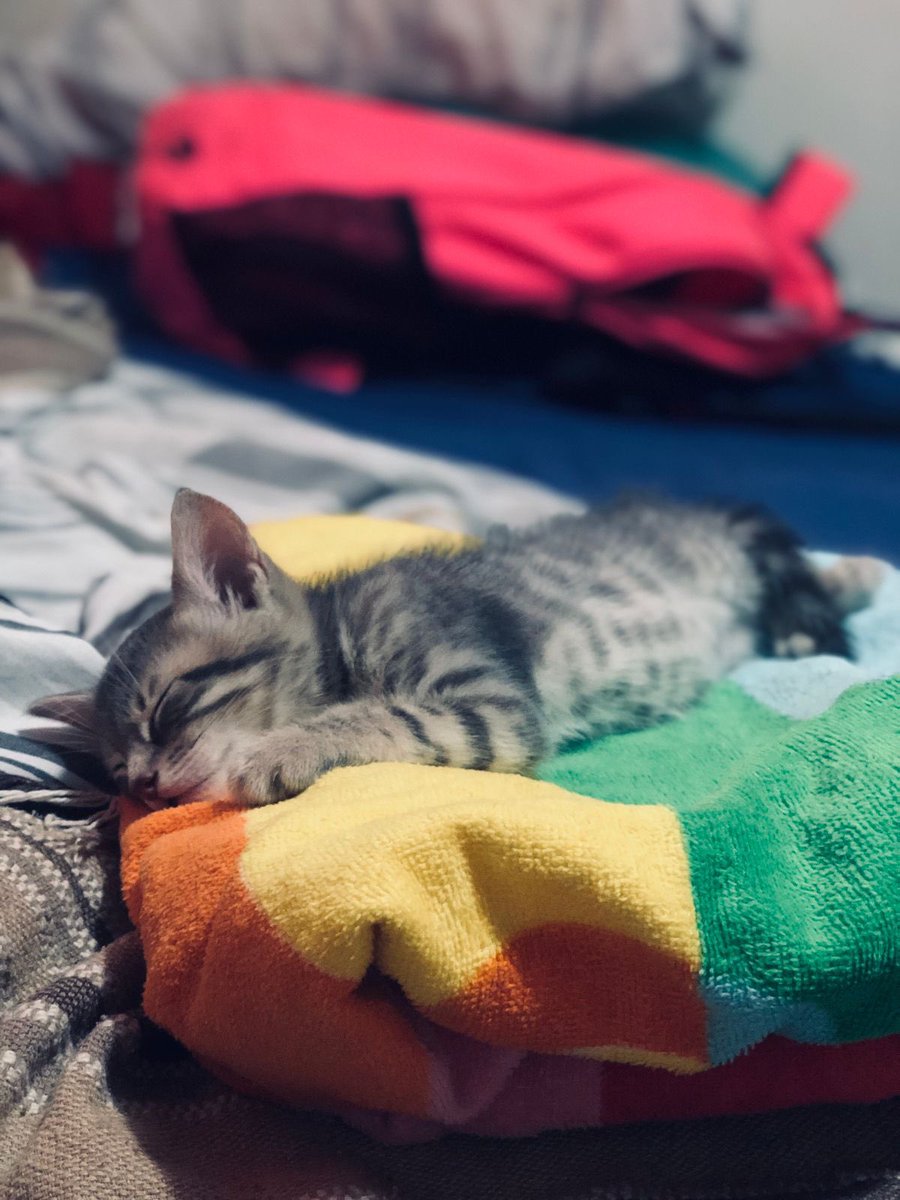 EstebanGhigo5's tweet photo. Cómo empezó / cómo va 
😻✨ https://t.co/wFafMaf0Qf
