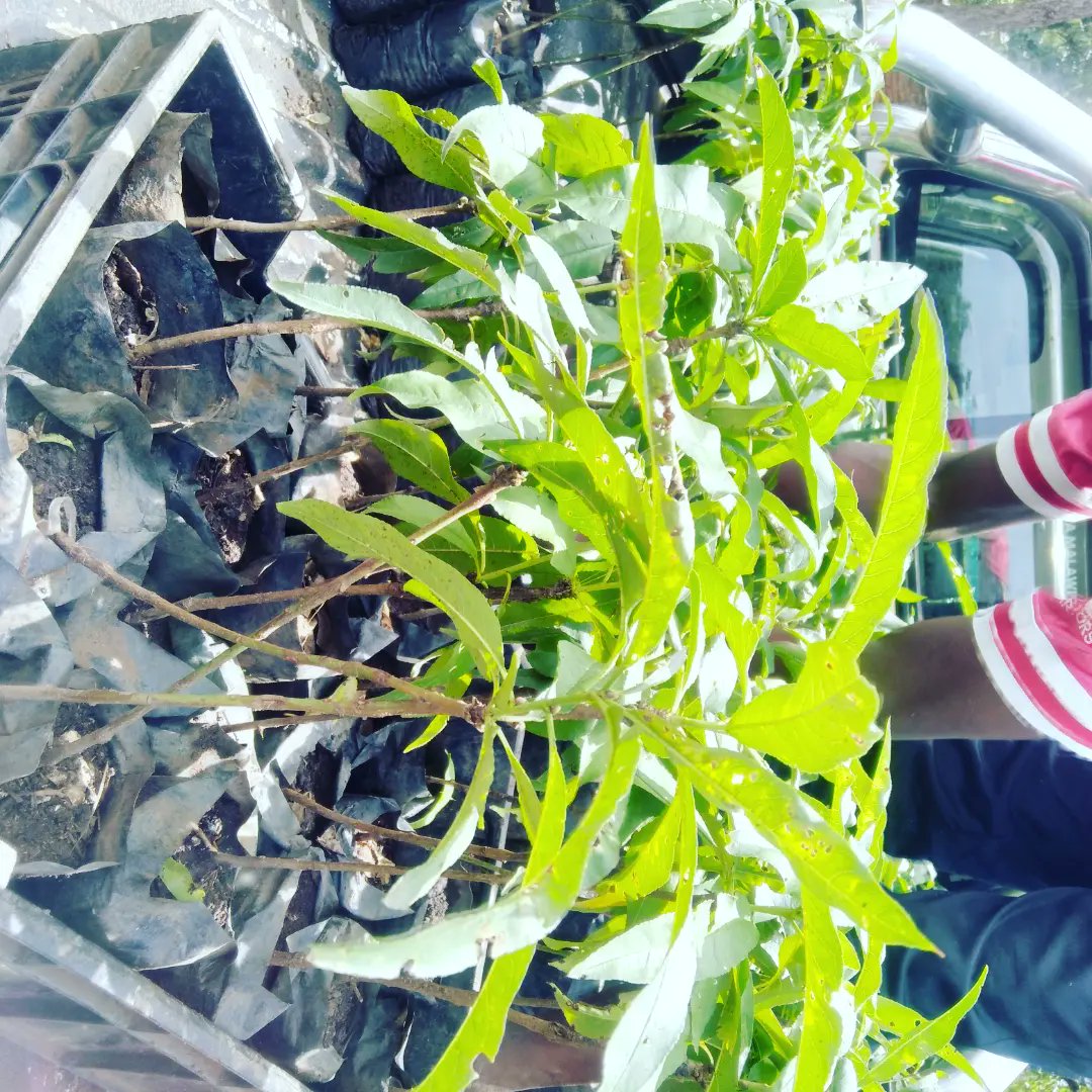 FarmsPikho's tweet photo. All the way from Madisi #Mr Kamanga intends to establish the largest PEACH orchard in Malawi. 
We have seedlings of Mangoes, oranges, tangerines, hass avocados, plums, grapes etc.
WhatsApp us on 0888160201 or calls 0993711633. We are in Lilongwe Chitedze side  and area 1 B Mzuzu https://t.co/ga65GWRc3l