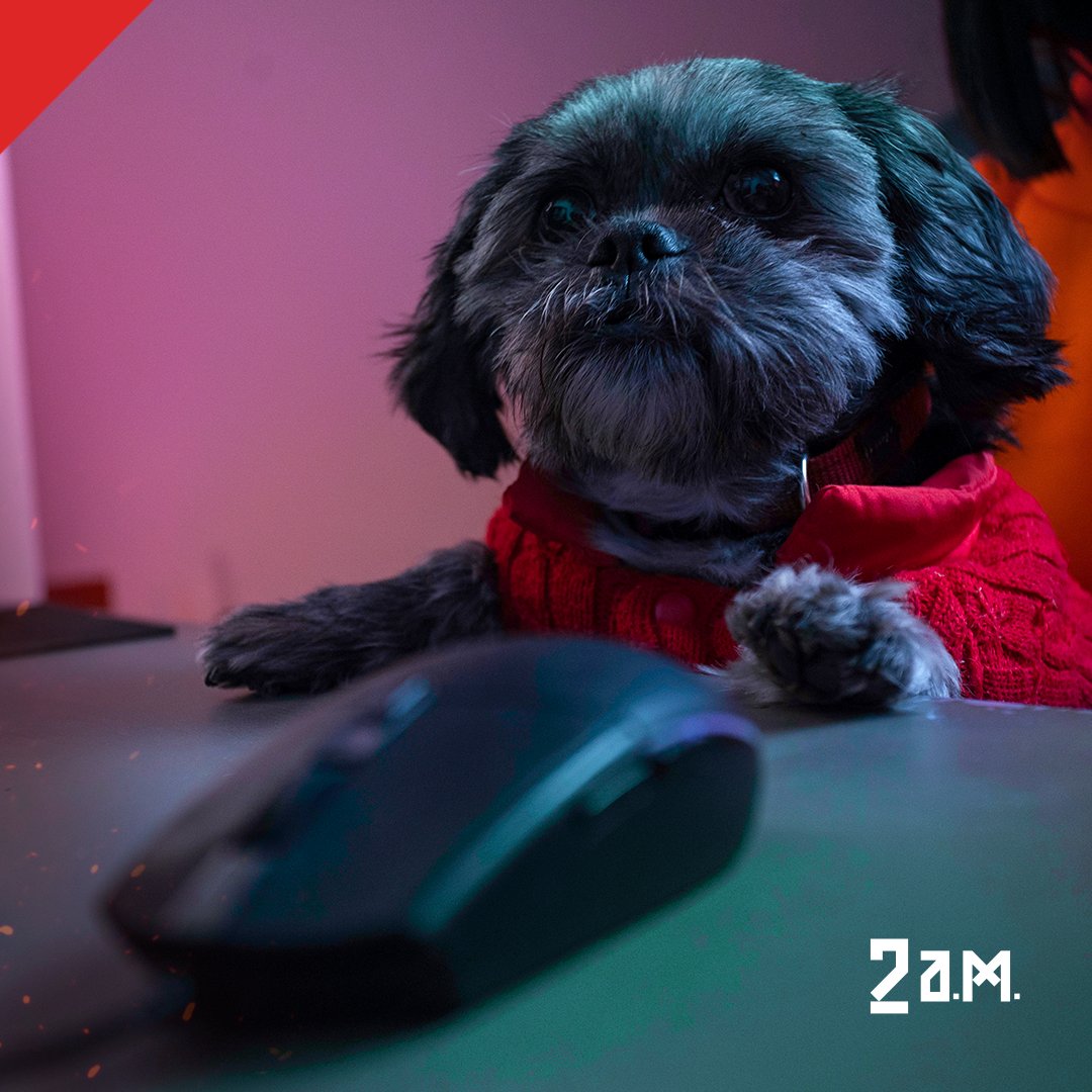 2amgamingbr's tweet photo. Cachorro Gamer passando pelo seu feed 🐶❤️. Seu pet também não sai do seu lado na hora da jogatina? Conta nos comentários👇

#PetGamer #Cachorro #Companheiro #Jogos #2AM https://t.co/QI5L6W6sCK
