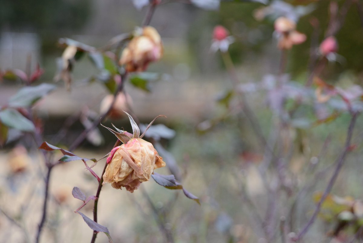 1月の植物園。D600初めて使った。
#nikond600