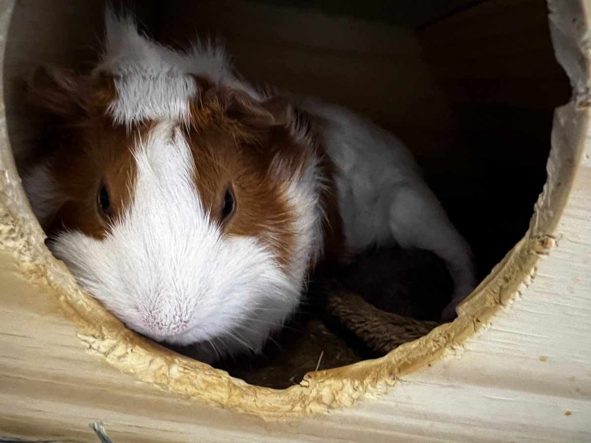 moru_peanuts's tweet photo. ぴーちゃん眠たいんね🐹
だんだん慣れてきてくれたかな？以前はこんなに目の前で目瞑ることなかったもんね🥰
#モルモット #guineapig #ペット #可愛いと思ったらRT https://t.co/5jIuJDjCfZ