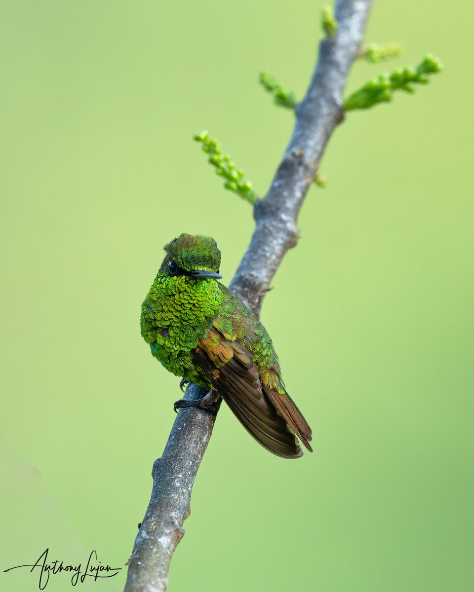 This Coppery Emerald (Chlorostilbon russatus) perched right in front of my eyes! Not expecting to see him but absolutely in love with him! This was taken in San Pedro, Colombia the day after we finished the Blue-bearded Helmetcrest expedition. 

These emeralds have a patchy an...