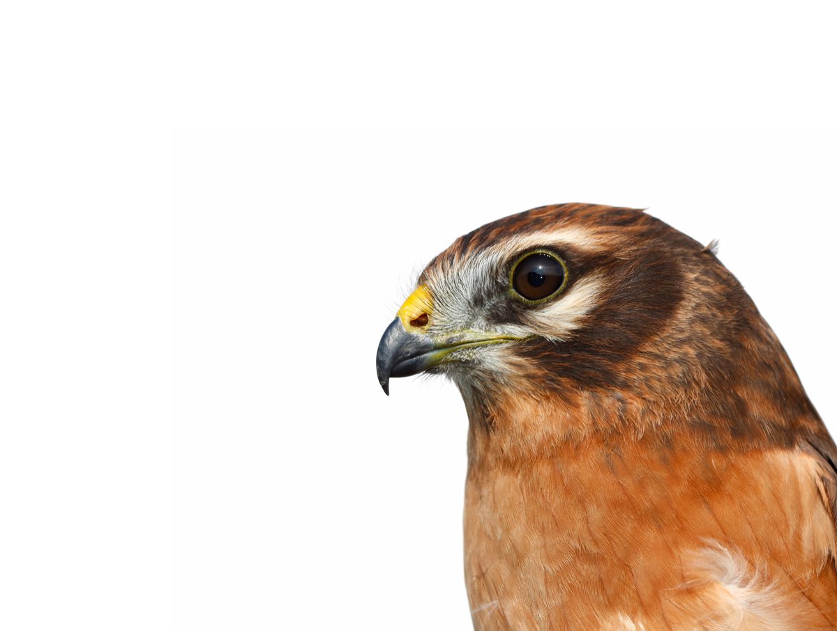 ¡El aguilucho cenizo es el ave del año de 2023! ¿Por qué ha sido elegido? ¿Qué sabe sobre ellas? Te lo explicamos en nuestro hilo de esta semana:👇🧵🪶
