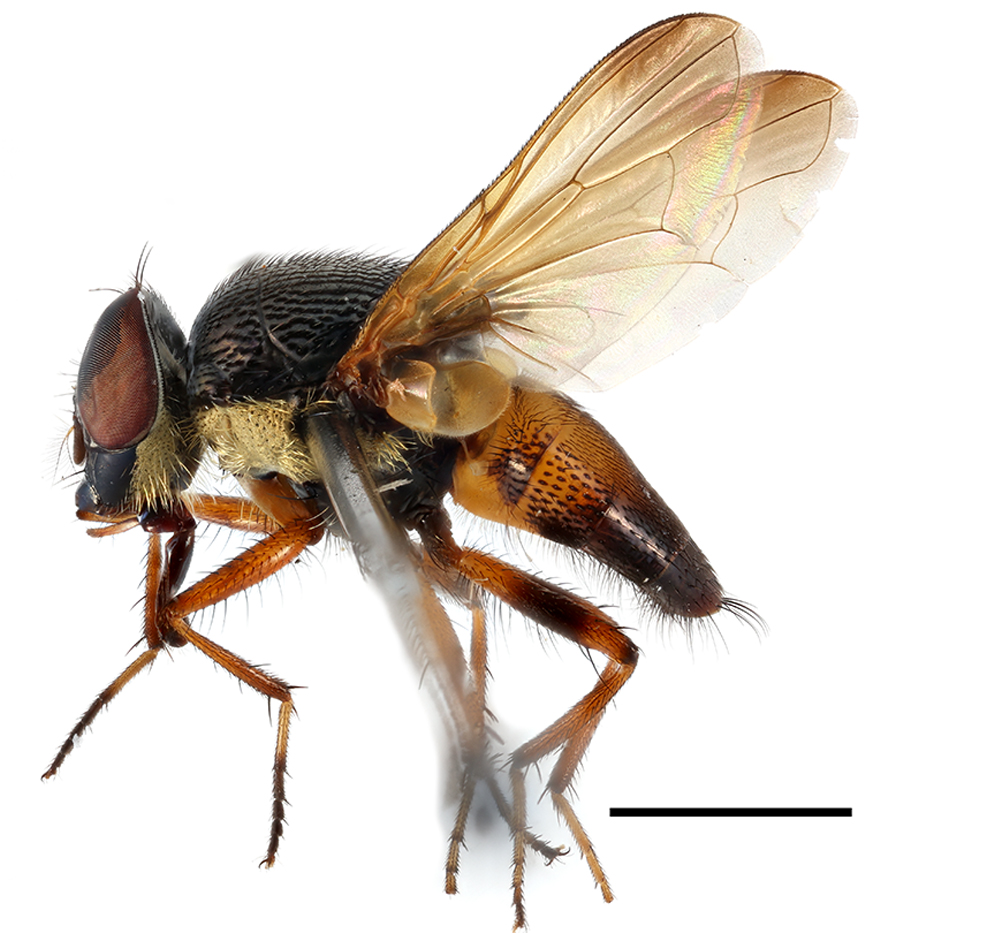 BDJournal tweet media