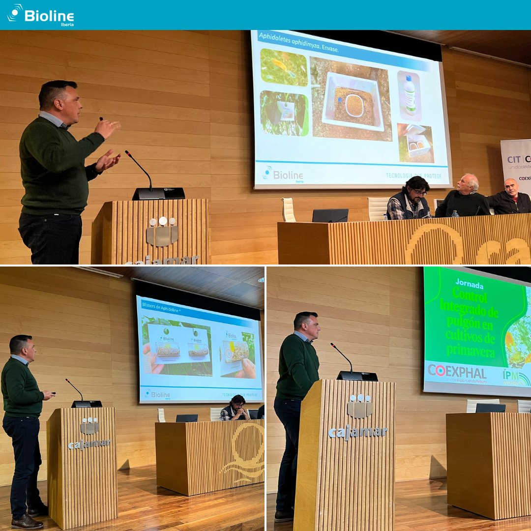 BiolineI's tweet photo. Manolo Gómez, Responsable de Desarrollo de Bioline Iberia, en la Jornada Técnica hablando sobre #Aphidoletes y #Aphidius.💙 Ha sido un placer compartir espacio y tiempo con otros técnicos y agricultores. Unidos bajo una misma dirección; el fomento de la #biodiversidad @Coexphal https://t.co/4DXwuF1dVa