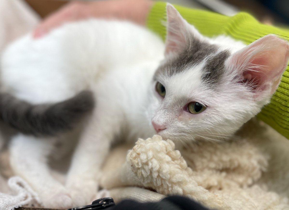 Hawkeye is growing &amp; changing every day. Getting more secure &amp; confident. Can't get any sweeter! 💕 Now let's work to get him a home! Pls RT🙏❤️#WIPWednesday #Wednesday #kitten #kittens #cat #AdoptDontShop #Virginia #noVA #DC #kitten #WashingtonDC #PositiveVibes #PositiveEnergy