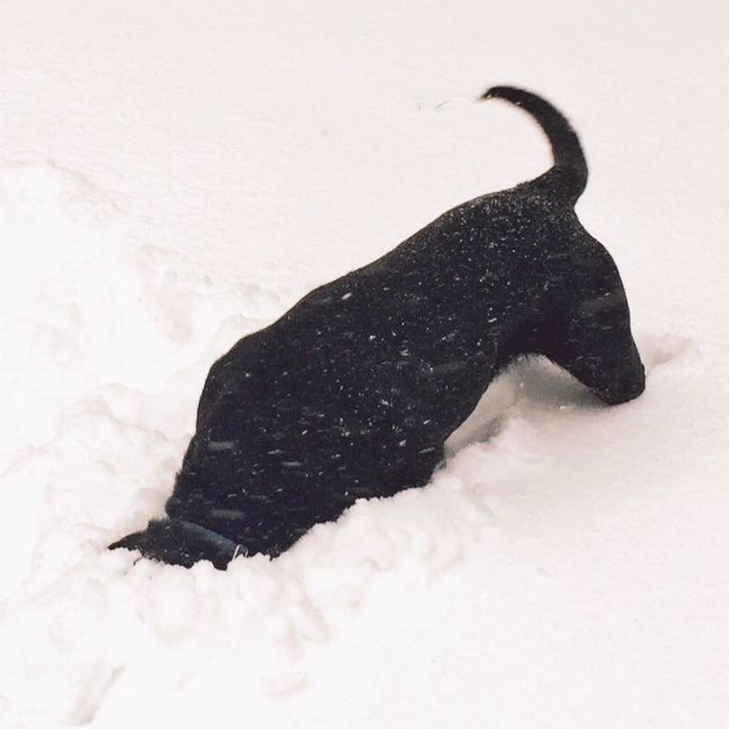 TexasMaggs's tweet photo. @ArtofDogPhoto Moose wanted to play fetch in the snow. I told him this would happen. He didn’t care https://t.co/WdHTXUtBNI
