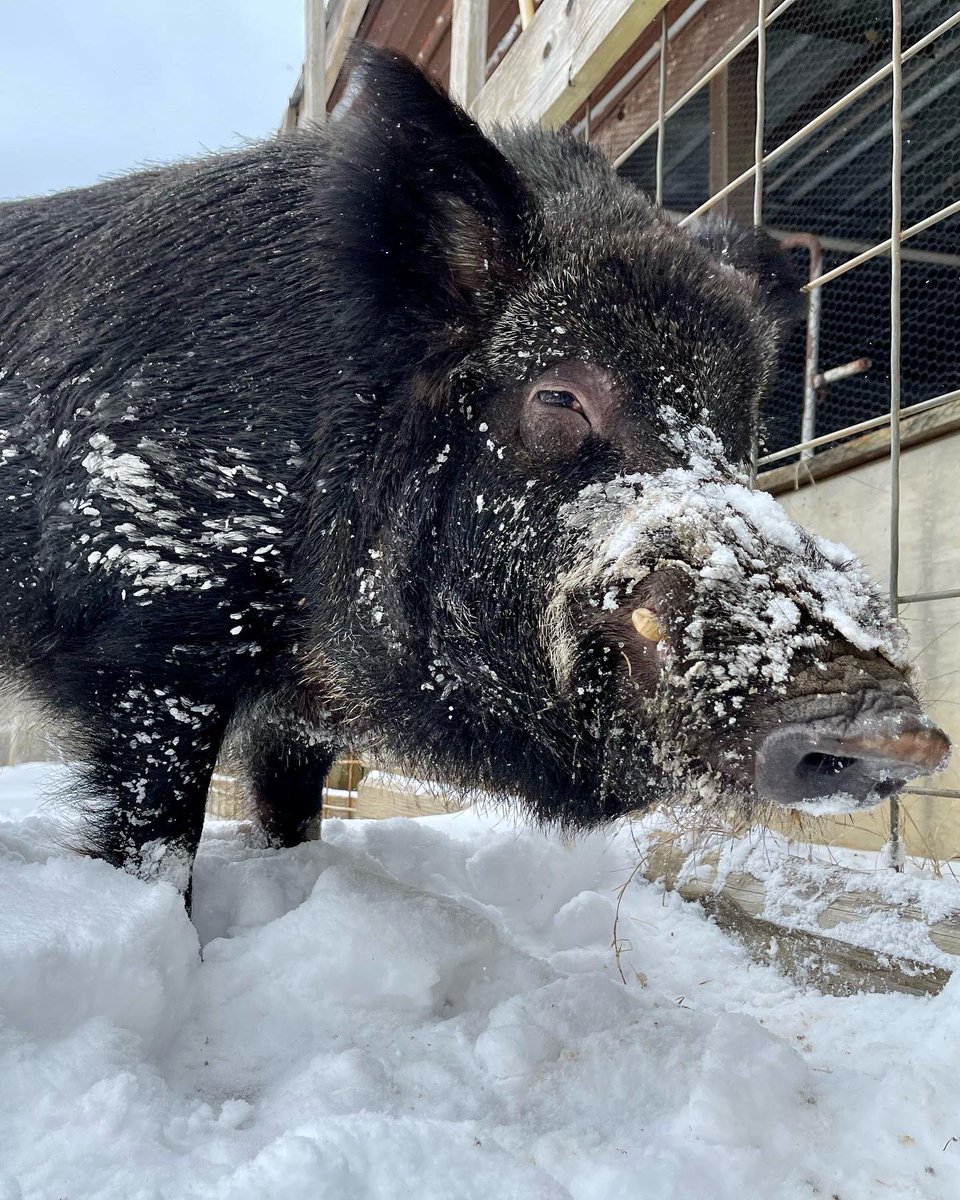 _AbbeyStokes's tweet photo. Why can’t animals live forever? 💔🐗 https://t.co/Zm57H98SI0