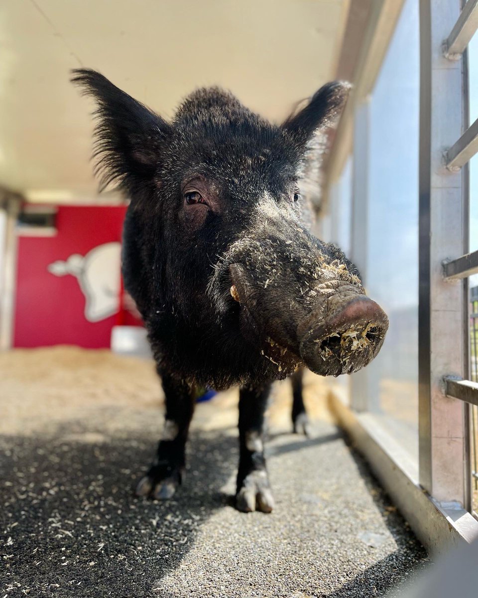 _AbbeyStokes's tweet photo. Why can’t animals live forever? 💔🐗 https://t.co/Zm57H98SI0