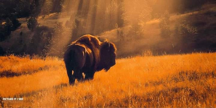 Our Buffalo are returning, n Our Lakota Spirits are healing!Lililililili. ⚪🟡🔴⚫ 
#BuffaloNation 
#AmericanIndianMovement 
#LandBack