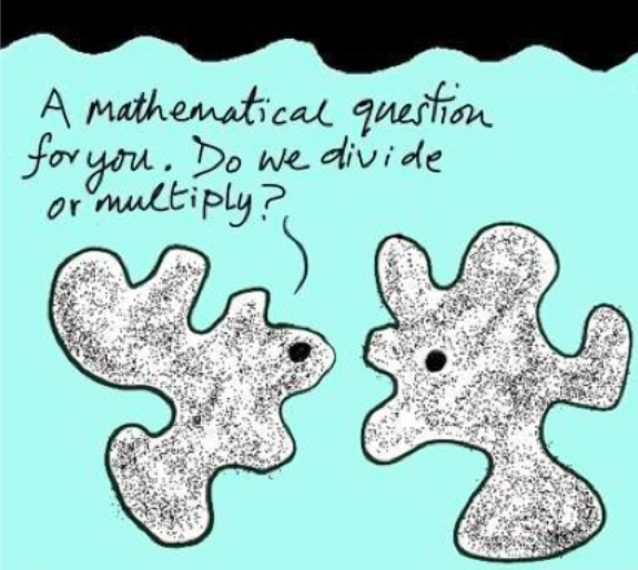 MarcGozlan's tweet photo. "J'ai une question de maths. On se divise ou on se multiplie ?"
Richard Howell, cartoonist, États-Unis
#biologie #humour #mitose https://t.co/4vPrsuYmZl