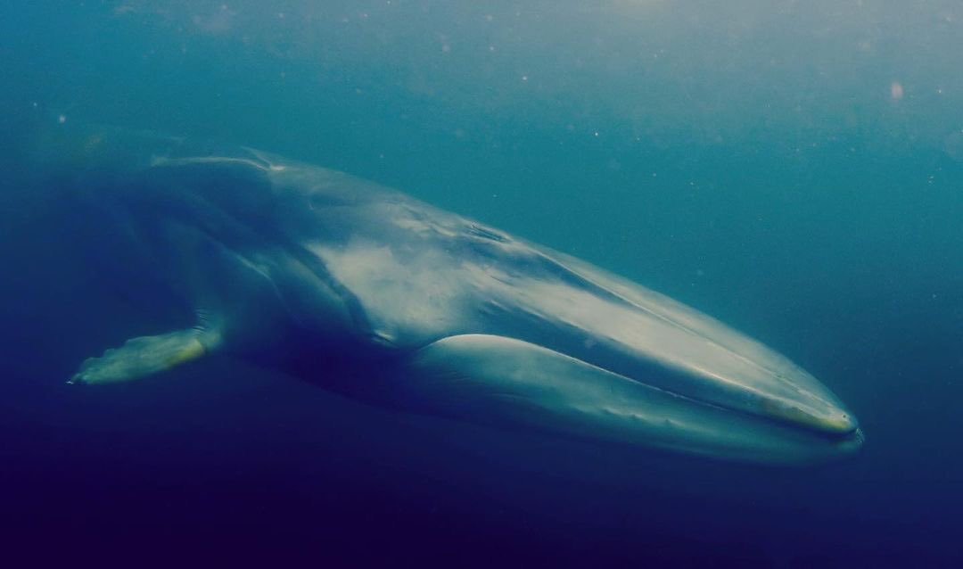 La mejor inversión que podemos hacer en este momento es la protección de nuestra biodiversidad, nuestro futuro como humanidad depende de esto.
#NoADominga