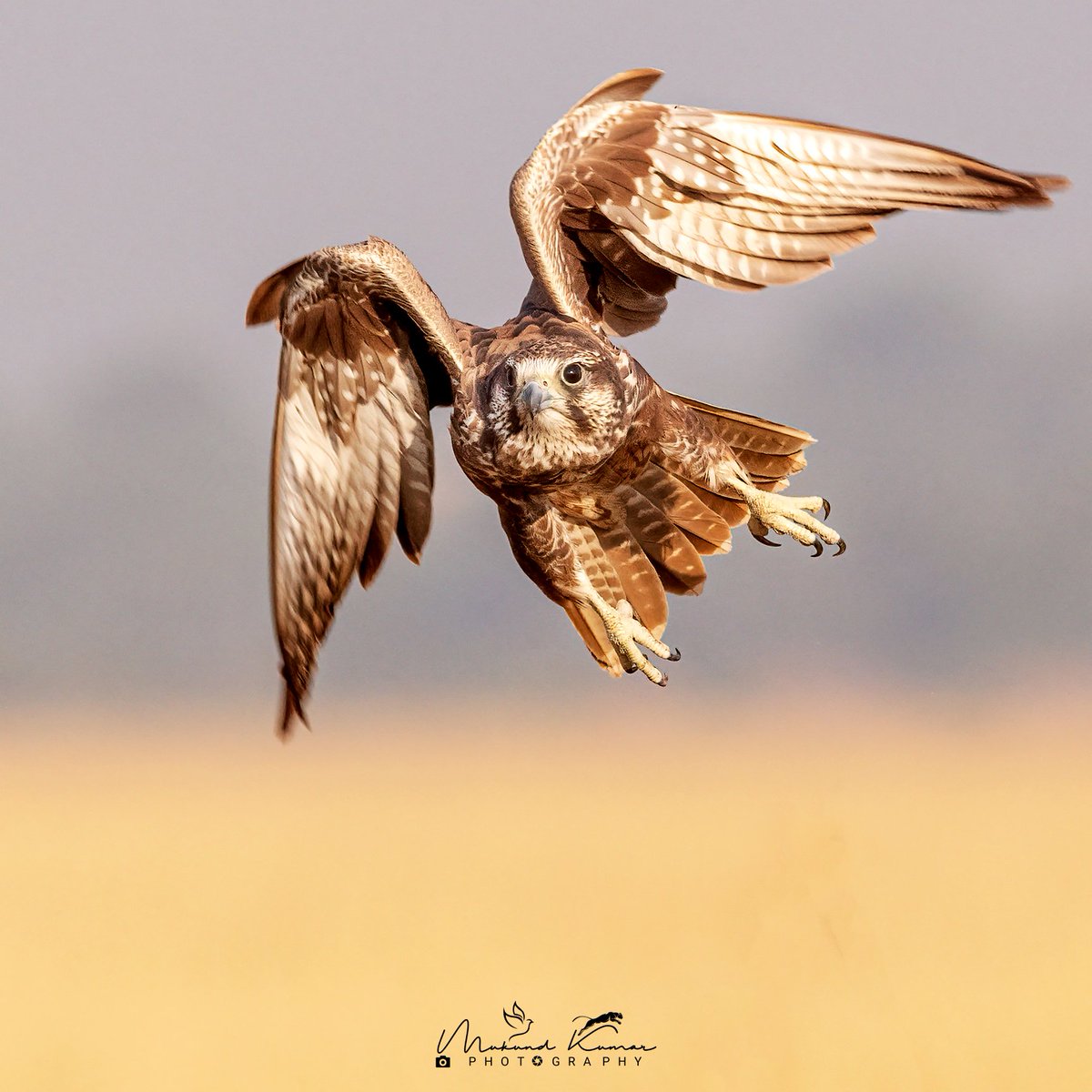 Laggar Falcon
Tal Chhapar, Churu. Rajasthan
#IndiAves #photography #wildlifephotography  #wildlife #birdwatching #birdphotography #birdoftheday #birdinflight #natgeoindia  #birdsinindia #BBCWildlifePOTD