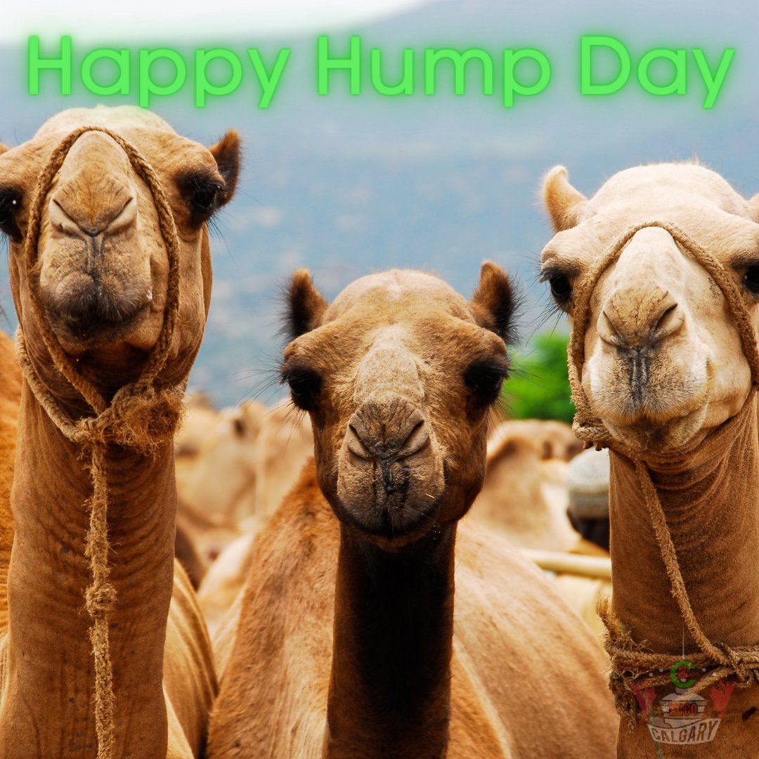 KCCOCalgary's tweet photo. Guess what day of the week is it?
Why do camels blend in so well with their surroundings?
They use camel-flage.
.
#KCCOCalgary #ChiveNation #ChiveEverywhere #KCCO #Calgary #YYC #HumpDay #Wednesday #PunsDay #KeepCalmItsAlreadyWednesday https://t.co/bONXyzCtx7