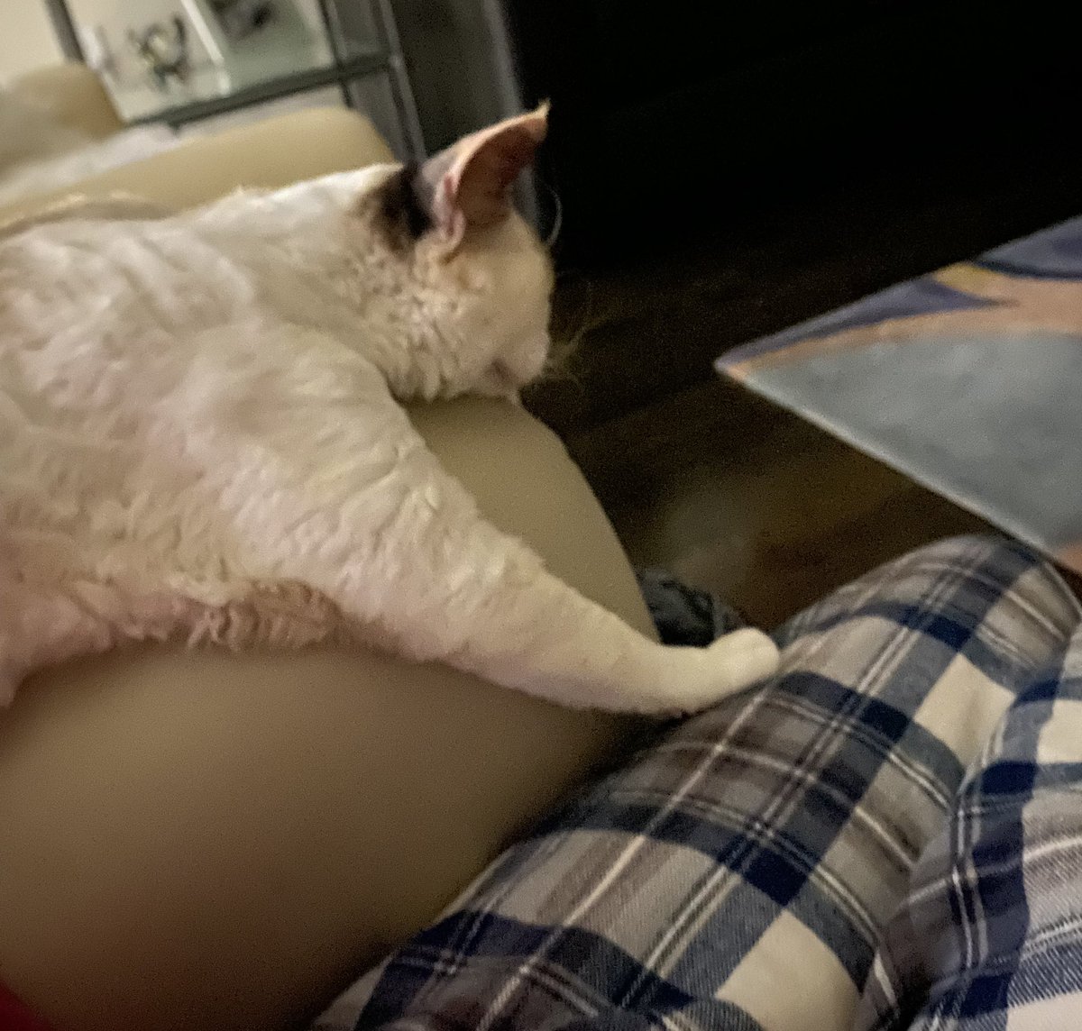 ClaireDeVille3's tweet image. MOOD❤️

#jewels #devonrex #devonrexcat #snowday #Denver #downtowndenver