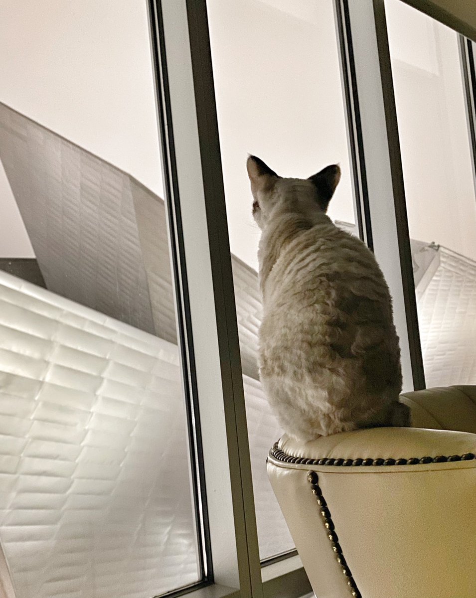 ClaireDeVille3's tweet image. MOOD❤️

#jewels #devonrex #devonrexcat #snowday #Denver #downtowndenver