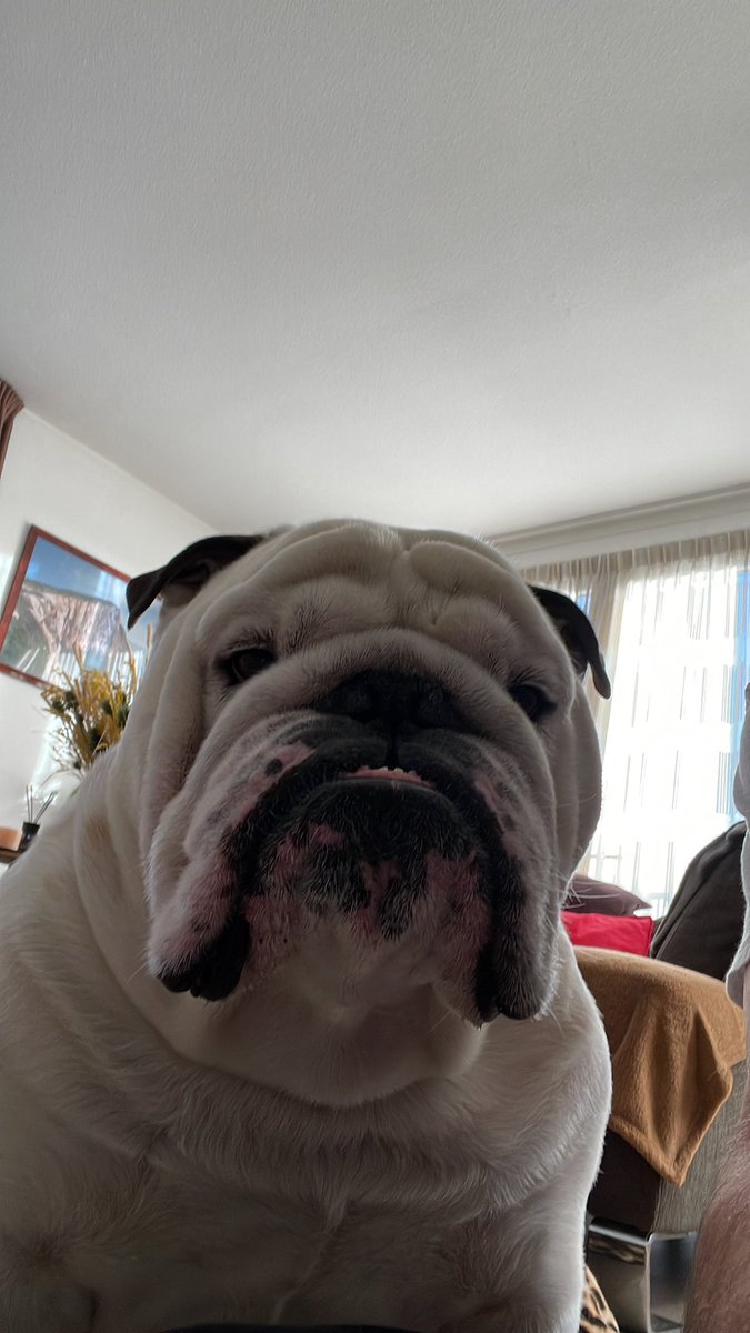 Selfie Wednesday😎🤣Have a great day friends💚 #Selfie #dogsoftwitter