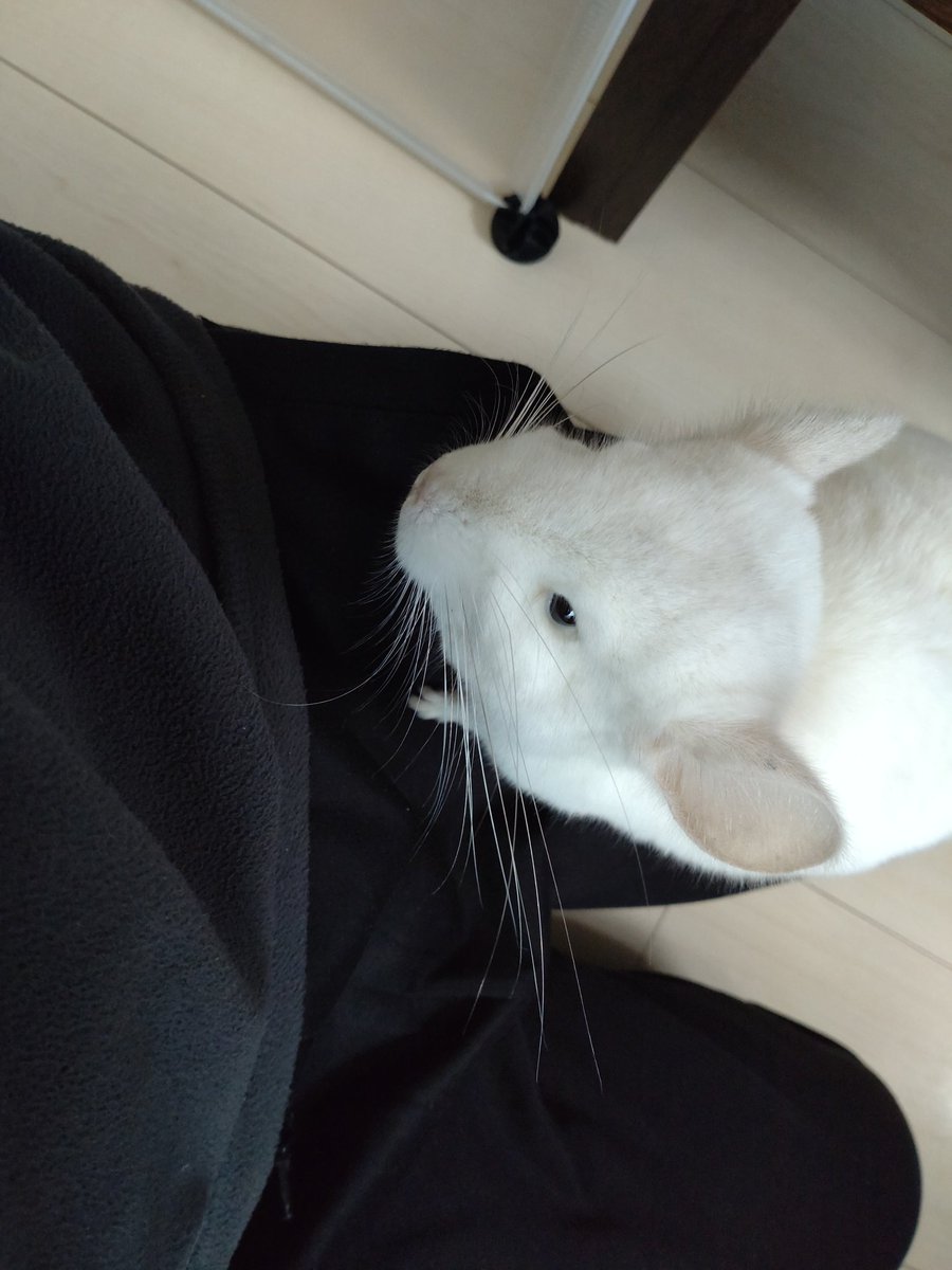 3939hirohiro's tweet photo. #愛するチンチラの日
#チンチラ

くろまる＆まるる

お迎えして2ヶ月半で亡くなってしまったくろまる
真っ白に見えてワンポイントの黒い丸が目印だったね

同じ月産まれのまるるをお迎えしたよ

くろまるの分も元気に育てるからね https://t.co/ERxxVrIsp9