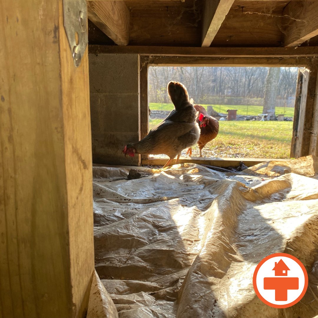 CrawlspaceMedic's tweet photo. One of the better visitors of a crawl space 😂🐓 https://t.co/ZrR4KOpenS