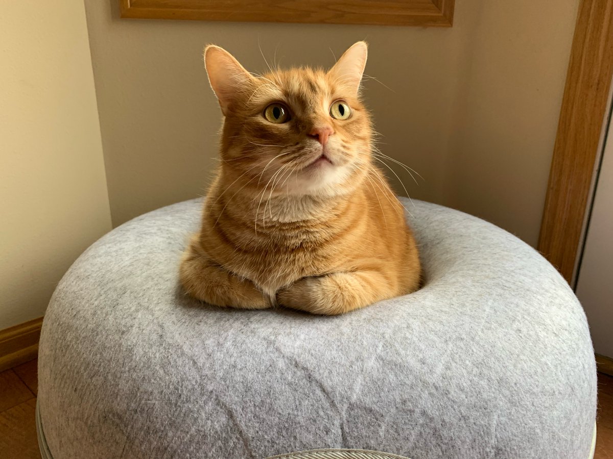 cattywampuss's tweet photo. Casey is learning how to pose! The feisty, crazy ginger can be quite photogenic. Who knew?!? 😺 #WhiskersWednesday #Cats #CatsOfTwitter https://t.co/kIw73TK9xc