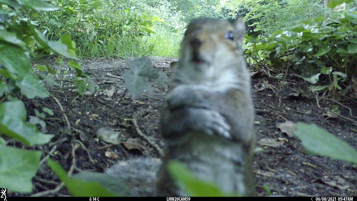 LondonHogWatch tweet media