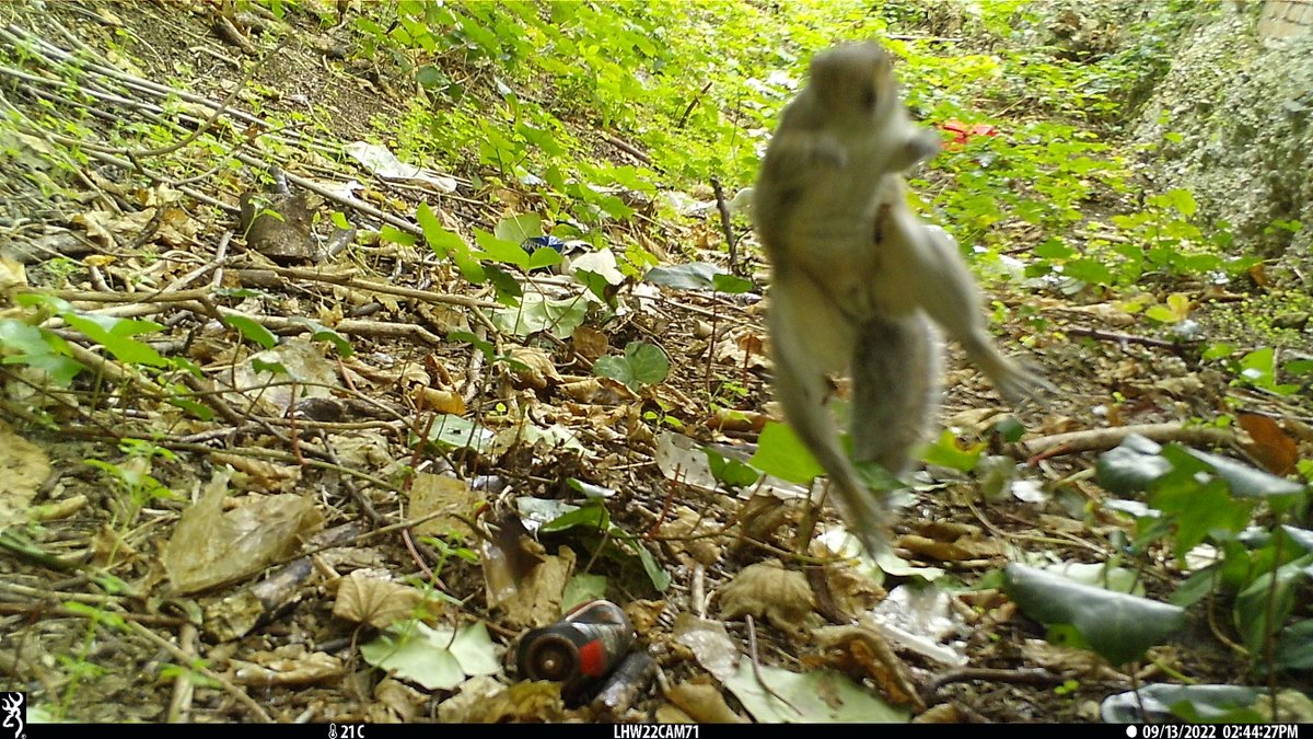 LondonHogWatch tweet media