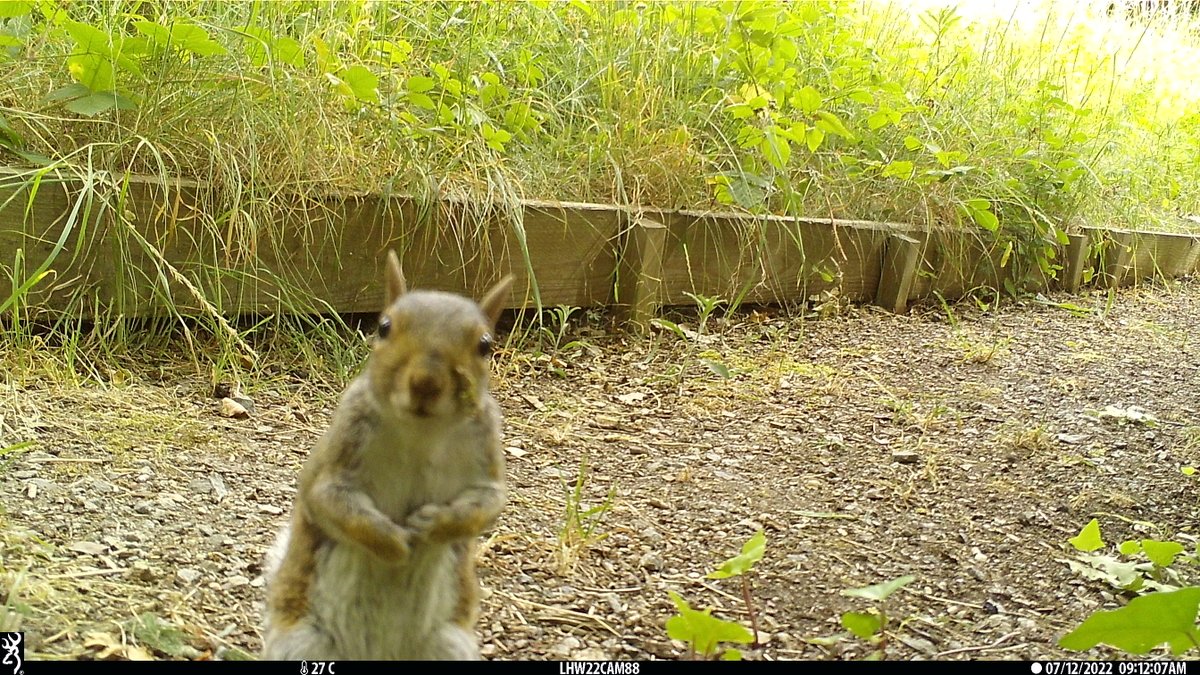 LondonHogWatch tweet media