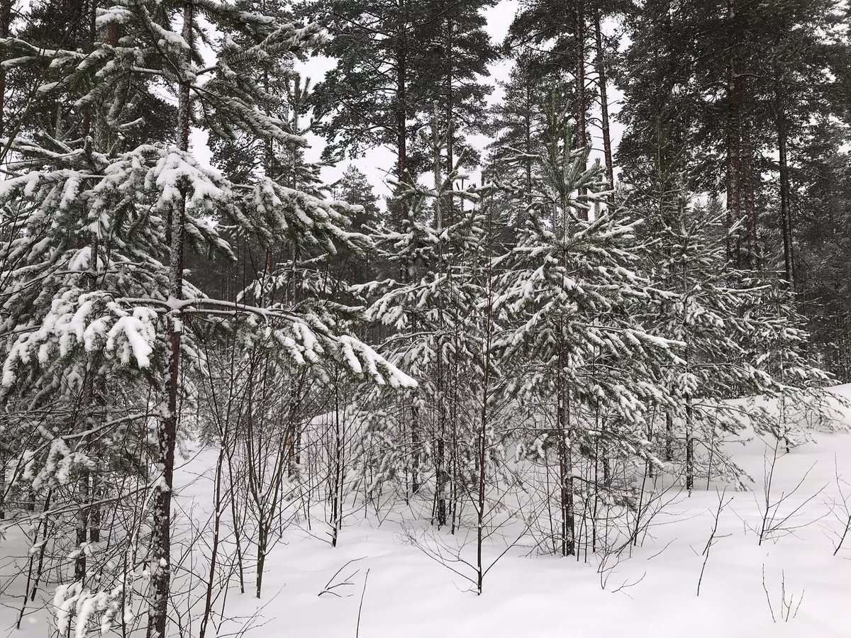 #hiking in the #forest, eating #vegan soup and cake and learning to light a fire in the #snow. Thanks to @europeanforest for an amazing day!