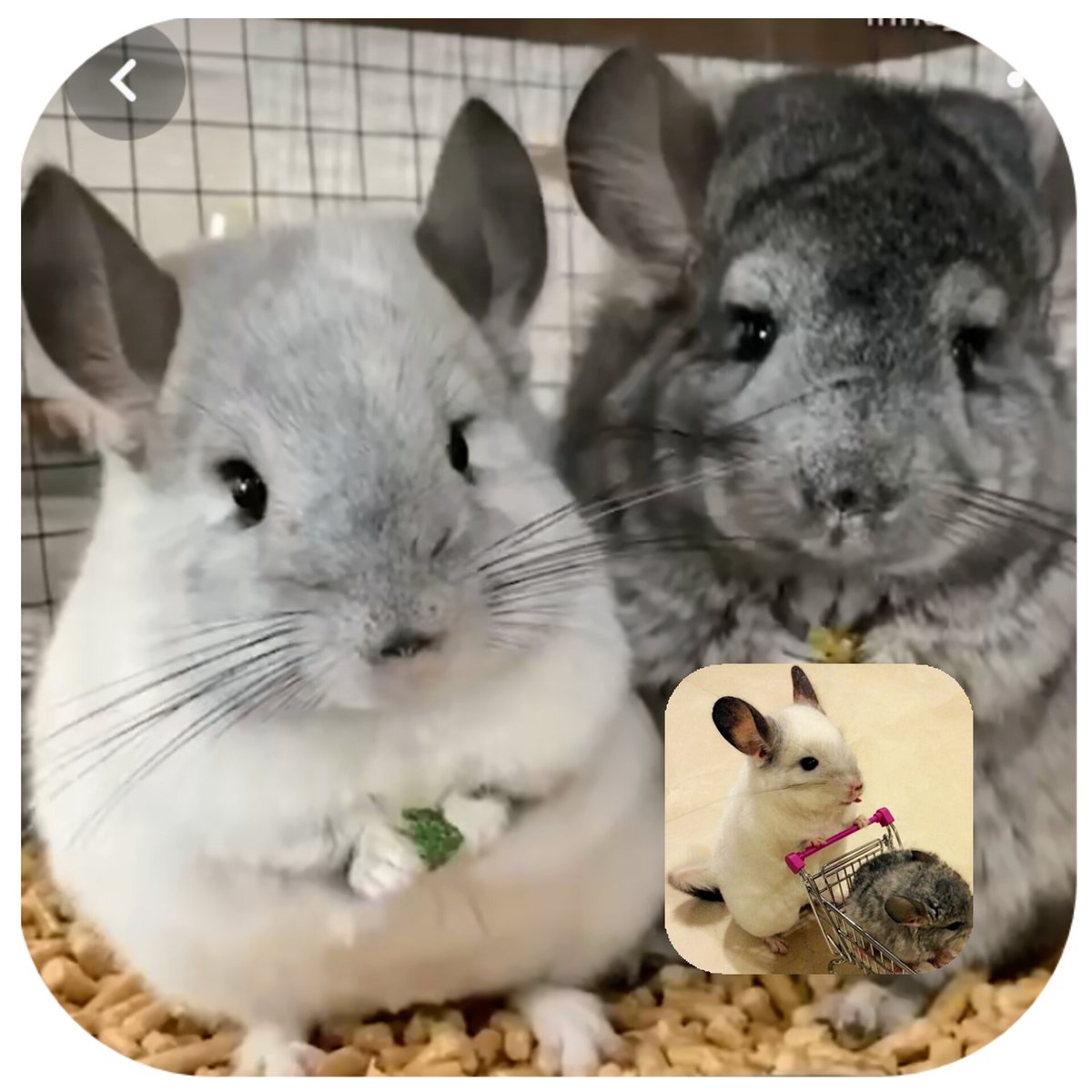 D8uuLnshTBxtrBd's tweet photo. １月18日はチンチラの日でもあるそうです❣️

うさぎ🐰とハムスター🐹の良いとこ取りを
したような姿が「妖精みたい」💫と言われる ネズミ🐭の仲間のチンチラ🐁⸒⸒🍊🐈‍⬛🍋♬ 
  ふわふわな姿がキュート𝓼���� 𝓬𝓾𝓽𝓮...❤︎(๓´͈ ˘ `͈๓)*❤︎
.*¨*•.♬ ♪ᰔᩚ  ŧ‹”ŧ‹”お買い物してる🐭
可愛ゆい🥰 https://t.co/yUp2mhEnHC