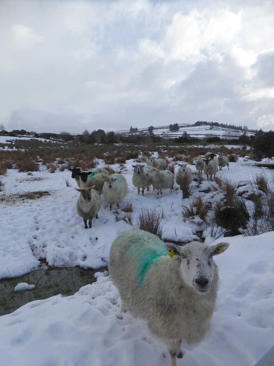 tina73's tweet photo. @barrabest Brrr, ram ewe in Glentogher, Inishowen, Co Donegal!! https://t.co/osdWxY4WFe
