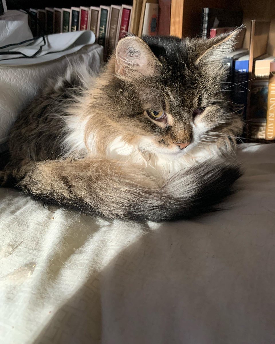 AkabeeBarbie's tweet photo. UPDATE ‼️#mybessie 
URGENT PRAYERS ‼️ 
Bessie has a infection, she will need dental surgery, she’s swollen that’s causing her eye to be half shut , she’s on antibiotics ( now not eating)!❤️🐾
Thku mew for🙏🙏🙏🙏🙏
#prayersmybess
#urgentprayers 
#lovemybessie https://t.co/ky4BuqGNlP