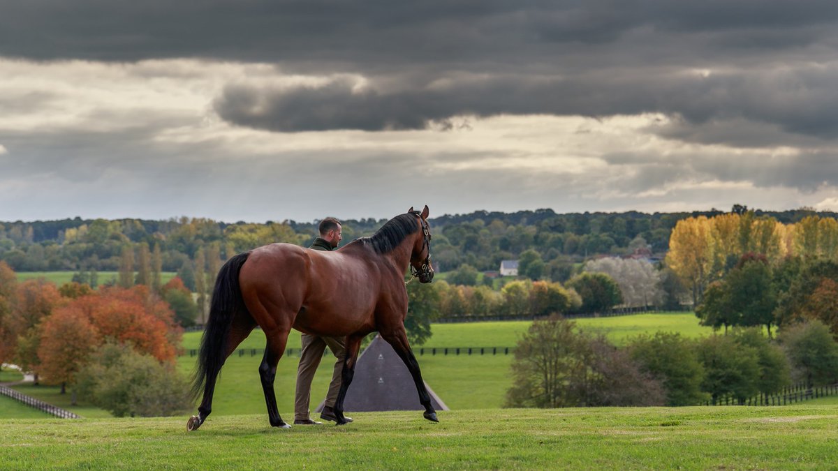 🇫🇷 Haras de Bonneval will welcome visitors tomorrow as part of the Route des Etalons 2023. The three French-based stallions - #Dariyan, #Siyouni and #Zarak – will be shown at 𝟏𝟏𝐚𝐦, 𝟏.𝟑𝟎𝐩𝐦 𝐚𝐧𝐝 𝟐.𝟑𝟎𝐩𝐦. #RDE23 #BreedInFrance #RaceAndCare